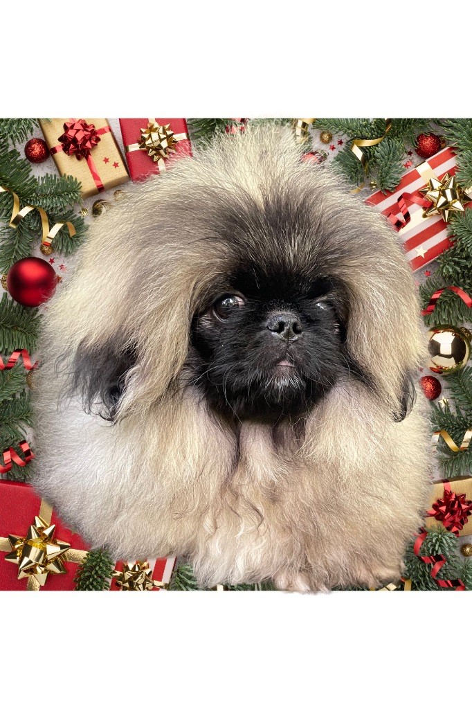 Noël arrive à grands pas !