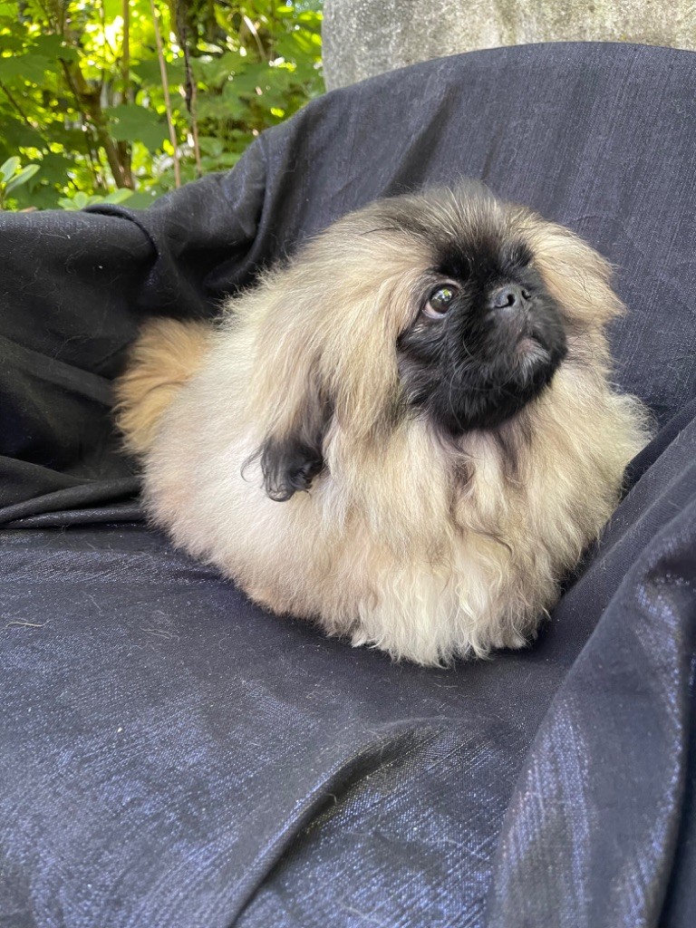 de la Bio Belle Epoque - Chiots disponibles - Pekinois