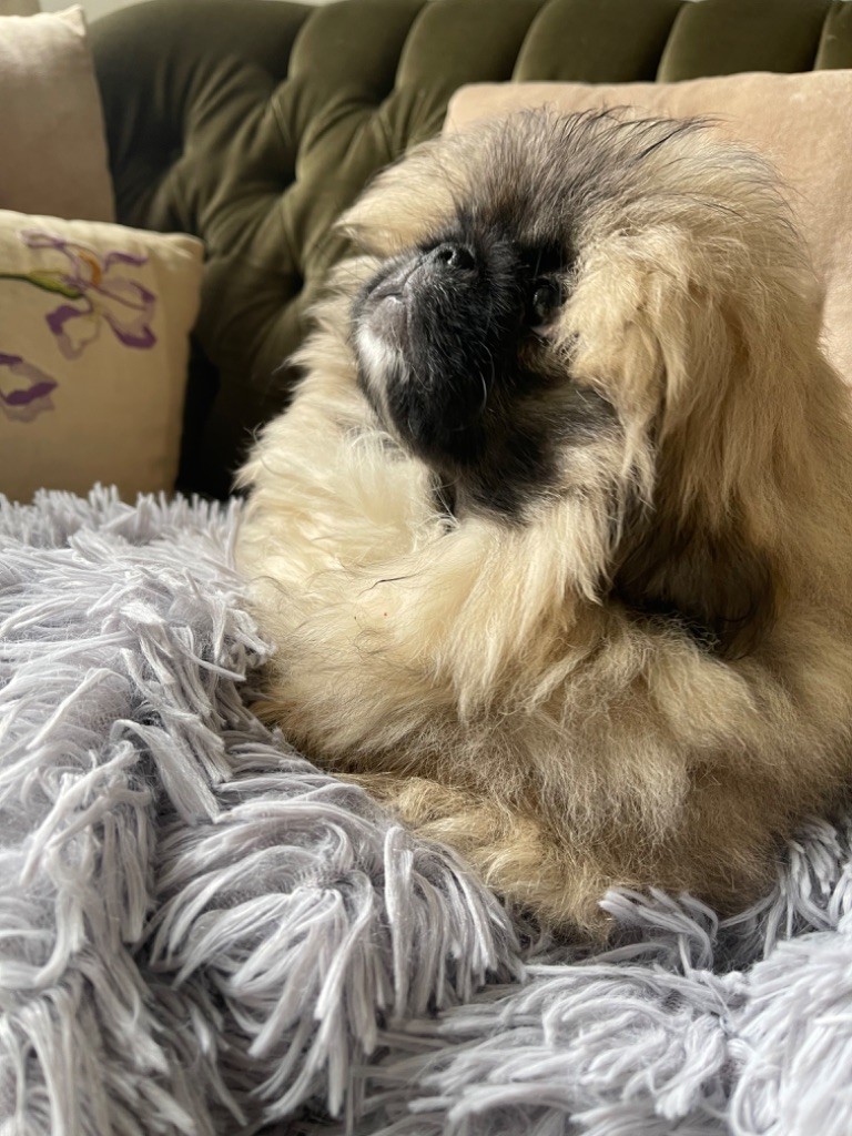 de la Bio Belle Epoque - Chiots disponibles - Pekinois